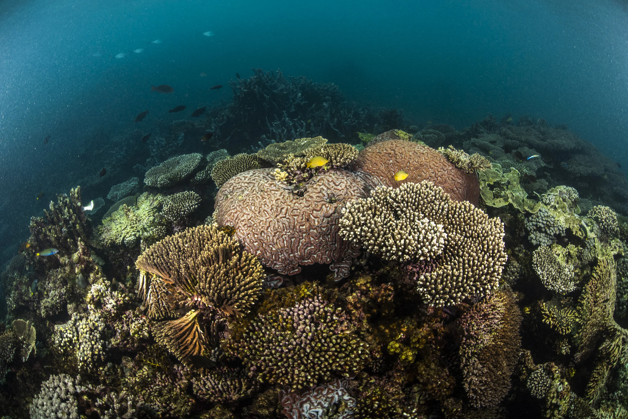 今は珊瑚礁は採れませんので 今は珊瑚礁は採れませんので